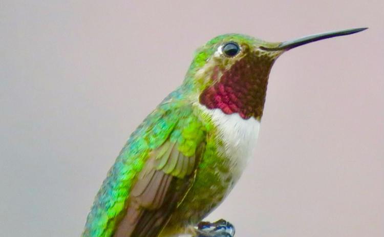 The Sound of Summer in the Rockies — The Broad-Tailed Hummingbird