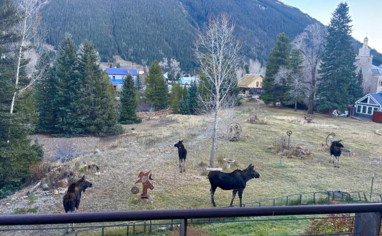 Photo by Kelly Thopkin Now that the tourist season has quietened, the local moose population comes out and hangs out in town.