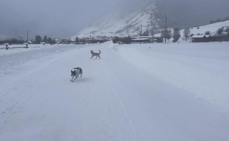 Photo credit Katey Fetch Dogs playing before the snow gets to town.
