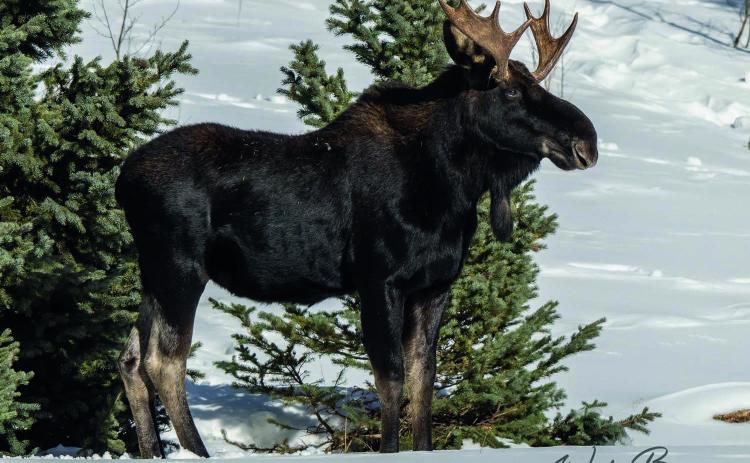 One of the locals out on Christmas morning. Photo by Wesley Berg