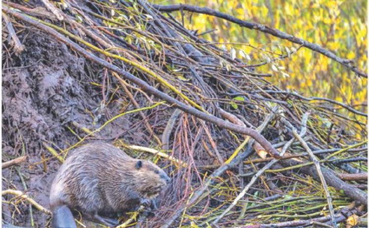 A beaver takes a break from working on his lodge on a beautiful fall morning in the San Juans. Photo Credit Wesley Berg