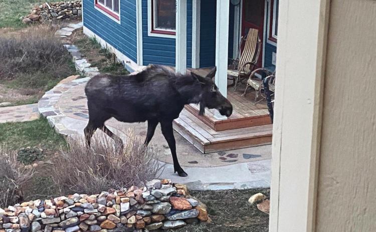 Moose on the loose