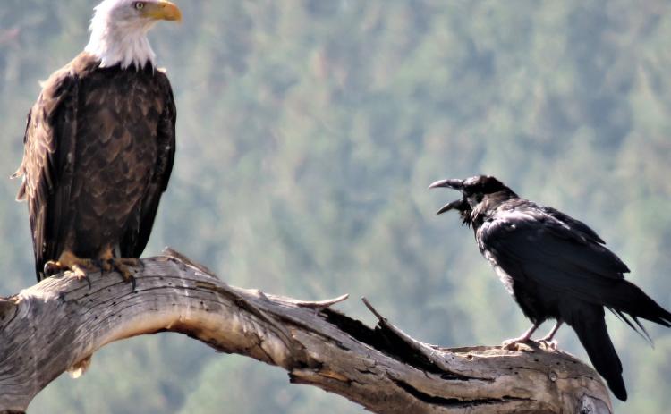 A raven tells a bald eagle to get lost Photo courtesy of Mary Ann Bryant