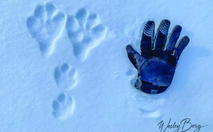 A well-defined set of snowshoe hare tracks in the snow, along with my glove for reference (Men’s size large) . Photo credit Wesley Berg