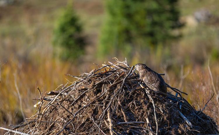 A beaver on top of its lodge. Photo credit Wesley Berg
