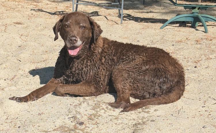 Photo credit Maddie Moser Silverton Dog Diesel “summers” in New Hampshire on her own private lake house beach. She is a winter only kinda gal up here in the San Juans &amp; is thinking about her Silverton dog pack.