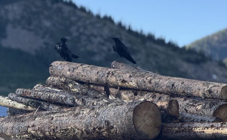 Photo credit DeAnne Gallegos Two Silverton locals making winter plans with the stack of firewood that San Juan Firewood has and is processing for locals who will need firewood soon.