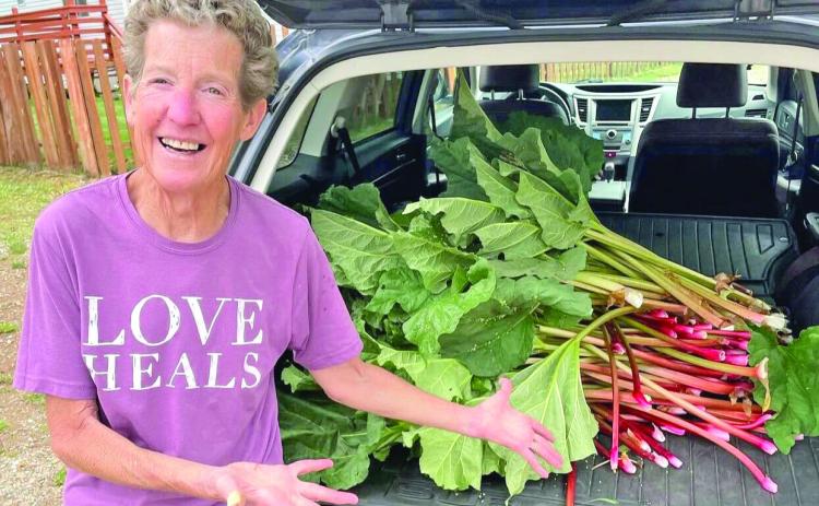 Jackie Kerwin collecting rhubarb from around town to bake her famous