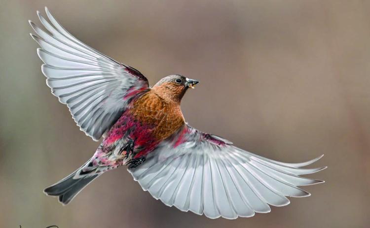 Rosy Finches and other birds visiting the feeder. Photo credit Wesley Berg