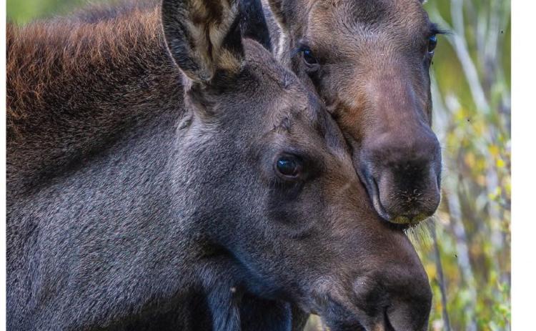 Photo credit Wesley Berg Three month old moose twins.