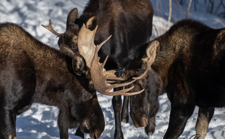 Photo credit Wesley Berg Though moose are considered solitary, they do hang out in groups sometimes, as captured by local wildlife photographer Wesley Berg.