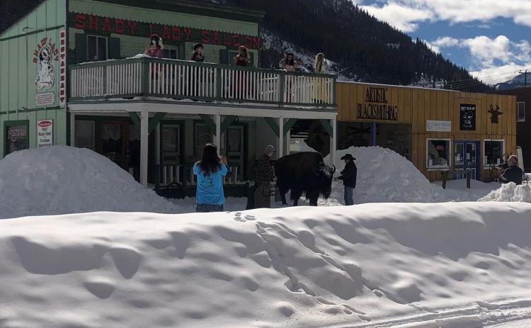 Buffalo on Blair St. Photo Credit - Katey Fetchenhier