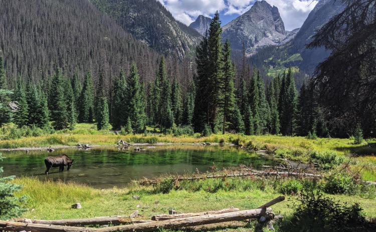 Moose on the Colorado Trail
