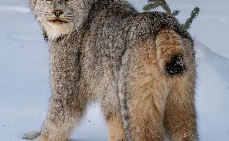 Photo credit Kris Sanders Kris Sanders and his wife Megan were very fortunate to have spotted a lynx on Friday. They were able to take a few pictures before it went into the pines.