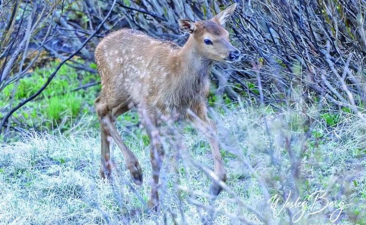 A new elk calf Photo credit Wesley Berg