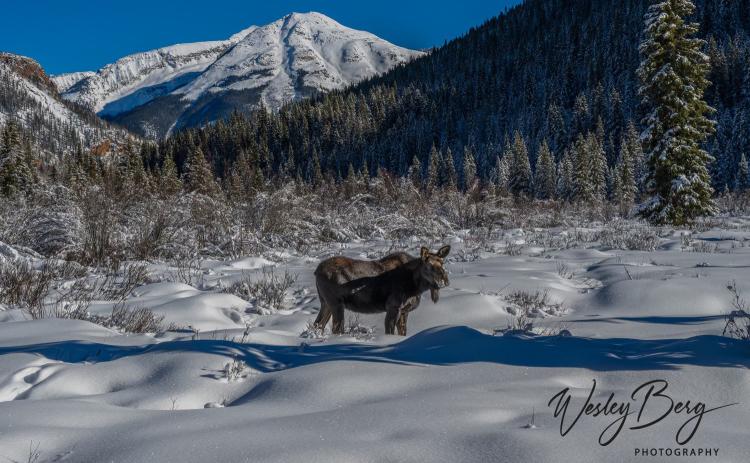 Photo credit Wesley Berg A moose feeding among the snow-covered willows.