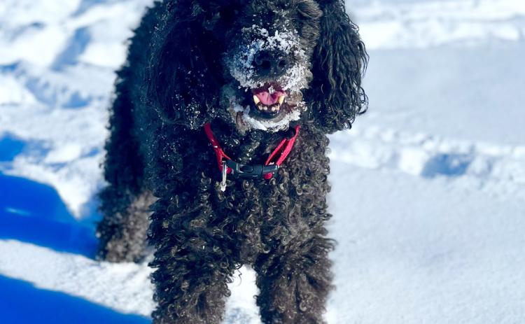 Photo credit DeAnne Gallegos Powderhoud Cozy is a 14 year old Labradoodle enjoying the Town’s fresh groomed trails.