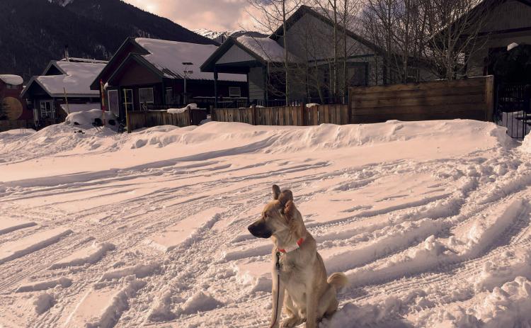 Local dog sitting outside the affordable homes on Cement Street. Photo by Katey Fetch