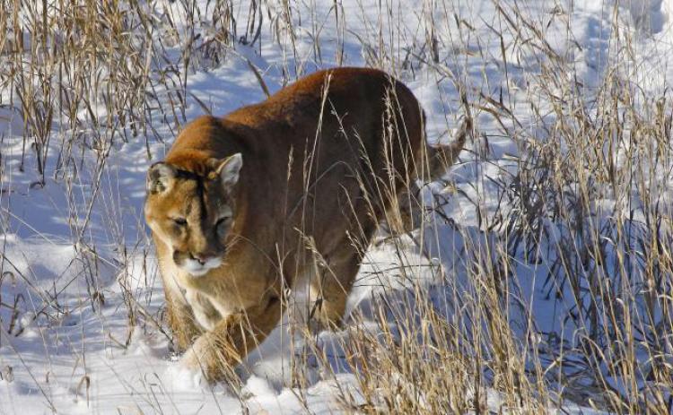 Mountain Lions have long been known to live in the San Jaun Mounatins