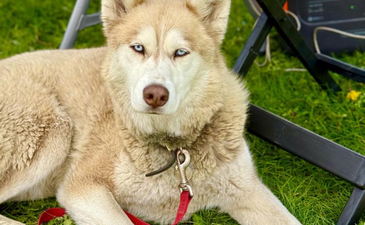Silverton dog Katana works at her dad Brady Snow’s art booth this weekend photo by DeAnne Gallegos