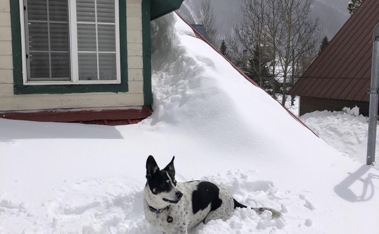 Enough snow for local dogs to climb on roofs and over fences Photo by Kelly Fetch