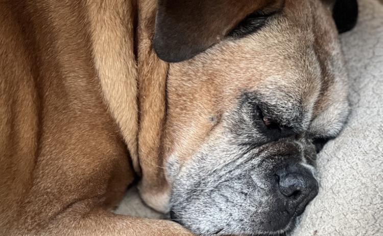 Photo credit DeAnne Gallegos Longtime Local Jim Lindaman’s dog Blaze takes a nap while her Dad conducts business. She is his best office mate.