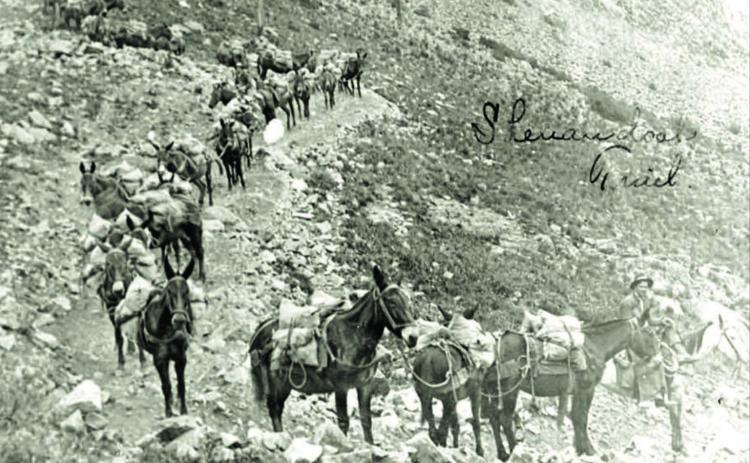 A pack train on the Shenandoah Trail, with loaded ore sacks in this undated photo. Photo courtesy of San Juan County Historical Society