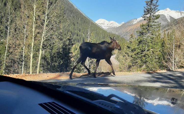 Photo credit Larry Raab Watch out for moose and drive carefully on Highway 550!