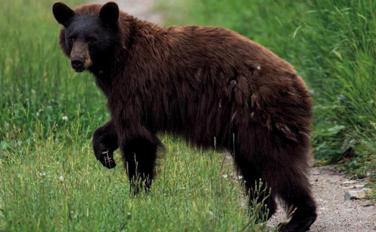 A black bear foraging on grass Photo by Wesley Berg