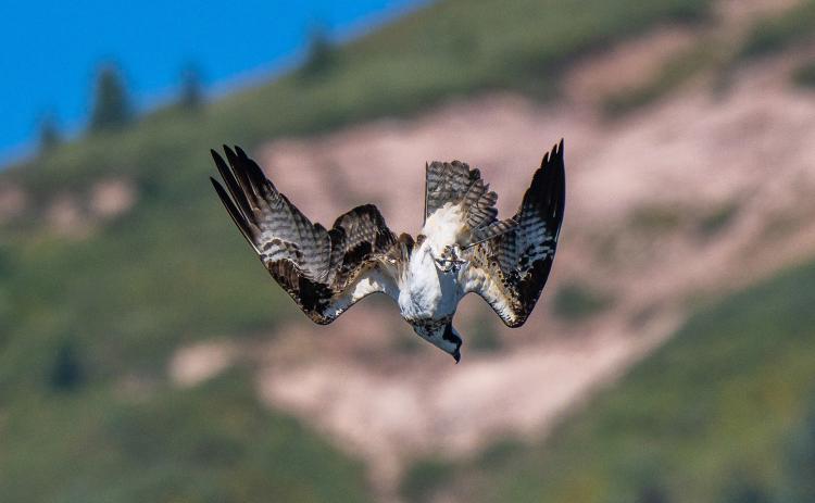 Osprey eating its lunch, September 2022. Photo credit Wesley Berg
