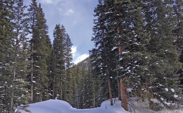 Good dogs in training on a San Juan County ski tour. Photo credit Kelly Fetch