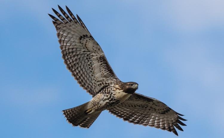 A light morph red-tailed hawk with brown and white coloration against the blue sky. Photo credit Wesley Berg