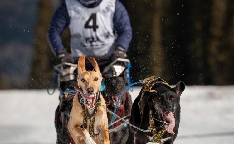 Silverton Flying Dog Sled Races were held up at Molas Lake this past weekend, and the sled dogs were all smiles photo by Howie Stern