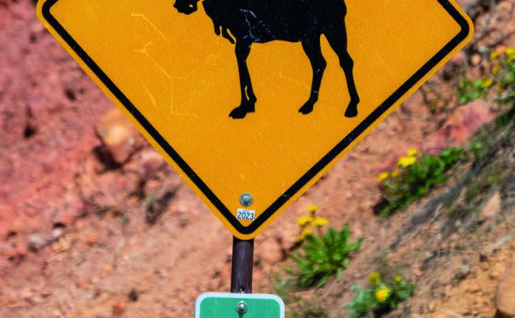 The missing moose crossing sign Photo by Wesley Berg