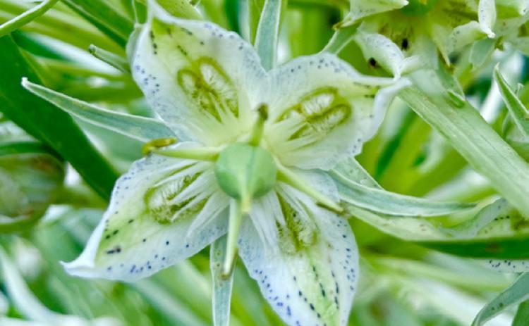 Green Gentian revealing purple dots on petals Photos by Mary Grizzard