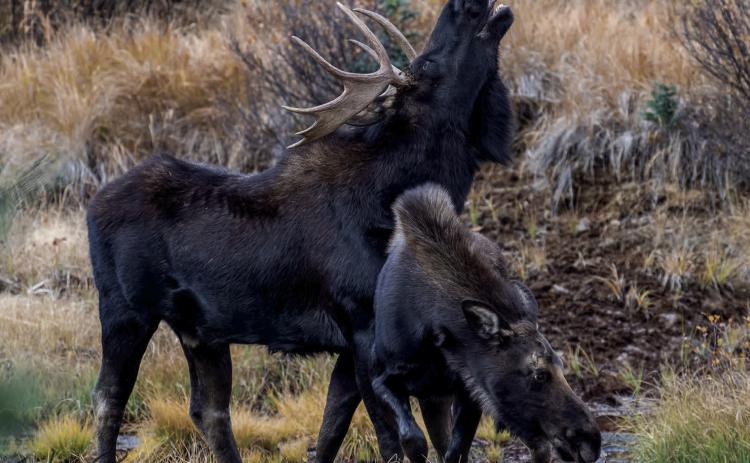 It is the rutting season! This big bull moose was busy chasing after a cow yesterday. She showed some interest, but then she kept running away from his advances. Photo Credit Wesley Berg
