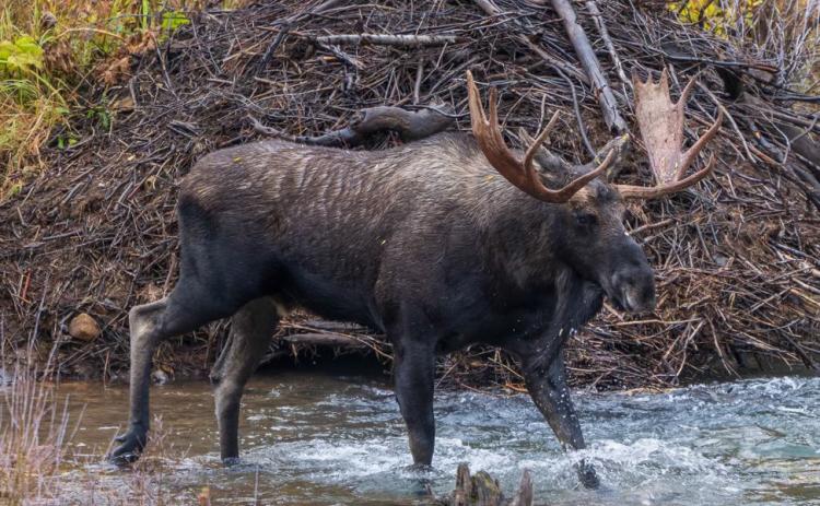 Photo credit Wesley Berg Bull moose wandering in the fall colors.