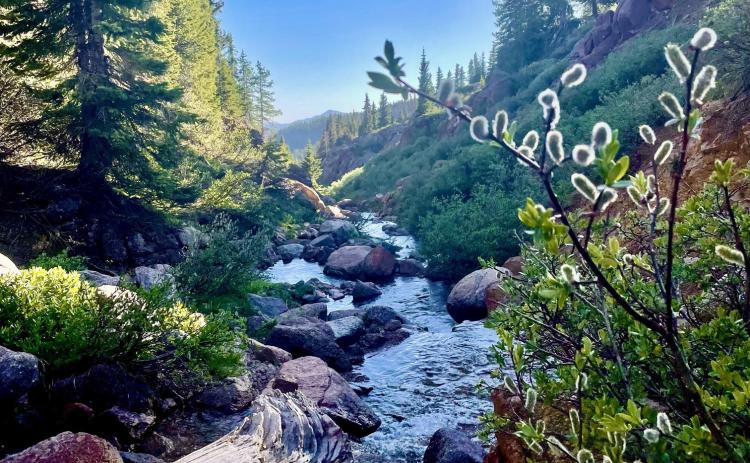 Flowering willows grace a San Juan mountain stream in June Photo courtesy Sage Grizzard