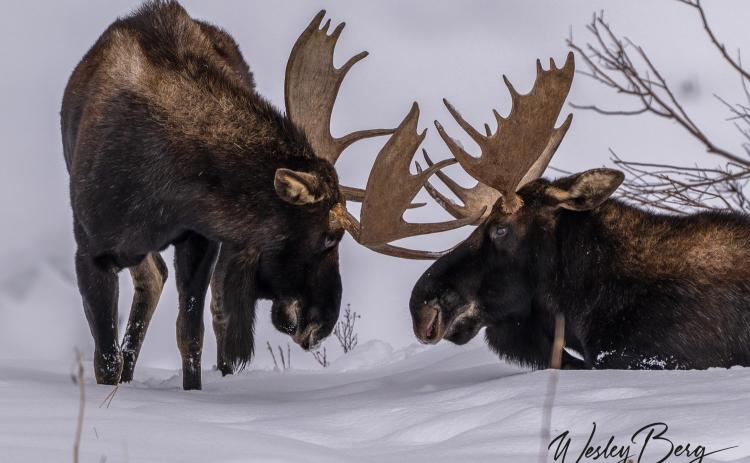 Photo credit Wesely Berg Bull moose hanging out together.