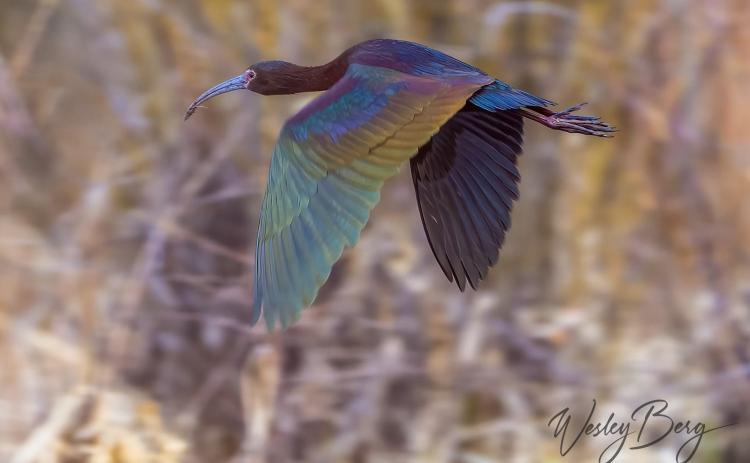 Photo credit Wesley Berg A White-Faced Ibis, a somewhat rare visitor in Silverton.