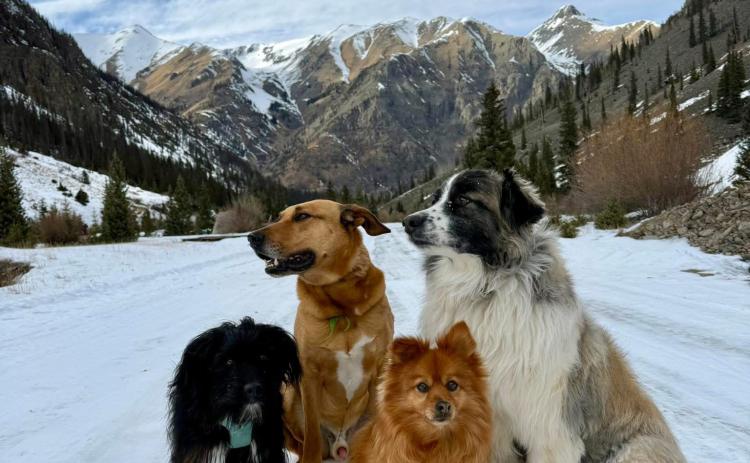 This local Silverton Dog Pack got out on the trail to enjoy the fresh snow and make fresh doggy tracks