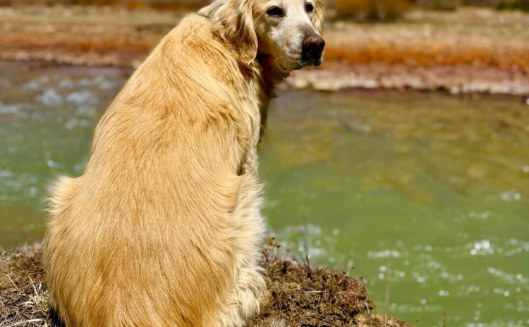 Toots Mead enjoying some sunbathing by the Animas River on a warm San Juan Spring Day. It’s a dog’s life around here photo by DeAnne Gallegos