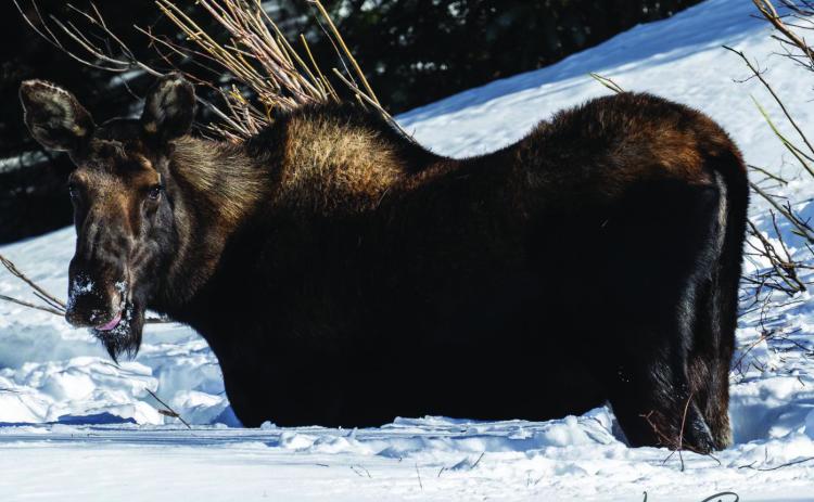 Photo credit Wesley Berg Mama moose was out and about with her nine month old calf.