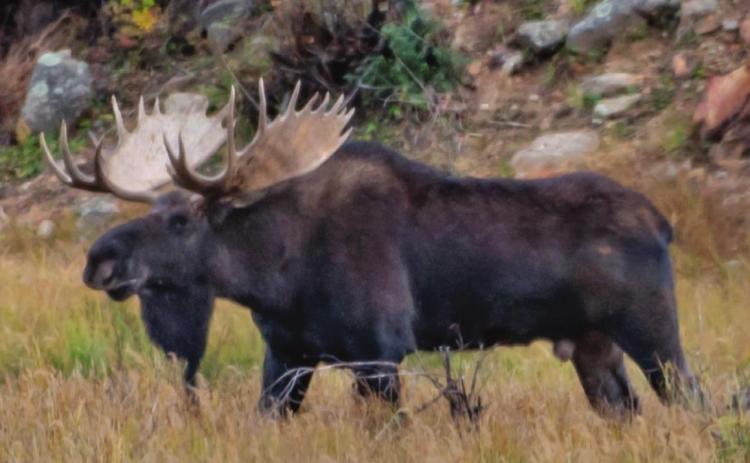 Big Bull Moose