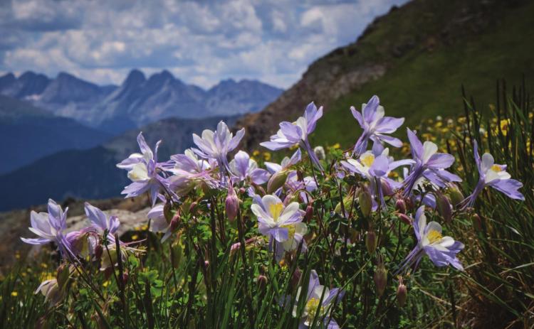 Wildflower season is in full effect in the high country. Photo Credit Kyle Liddick