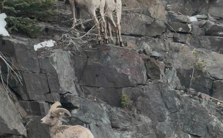 photo by Brent Teague The whole mountain goat family climbed up the side of the mountain to get out of the traffic’s way slowly but surely