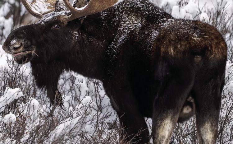 A couple of bull moose out feeding after the storm. Photo credit Wesley Berg