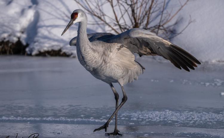 Photo credit Wesley Berg Sandhill Crane on the Animas River.
