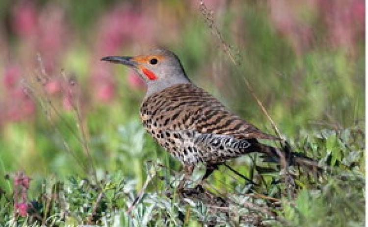 Photo credit Wesley Berg A Northern Flicker looking for insects in the grass and the weeds.