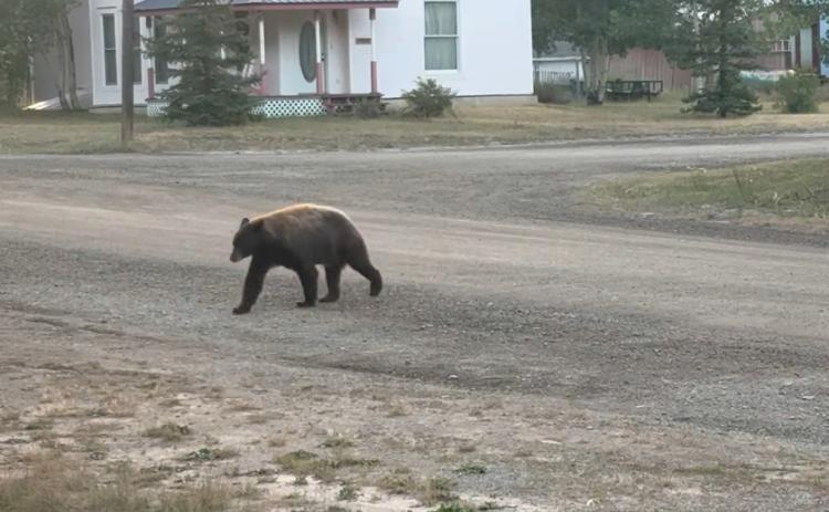 A local bear roaming Snowden street early in the morning. Photo by Debbie Zarkis